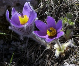 Pasque-flower / ***