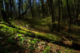 Forest / ***