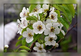 My apple tree in bloom. / ***