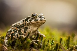princess frog / ***