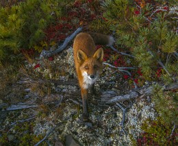 Fox / ***