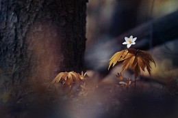 series &quot;Fairy Forest&quot; / [img]http://s001.radikal.ru/i195/1505/ec/d6596b6f5a43.jpg[/img]
