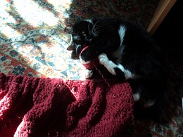 Knitter / ***