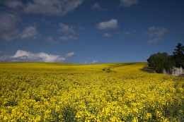 gold field / ***