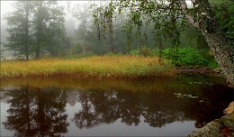 Forest fog. / ***