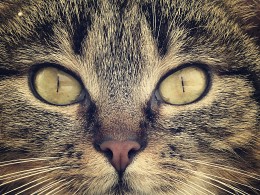 These eyes in front / ***