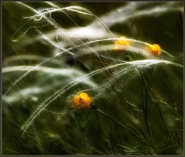 Glade / ***