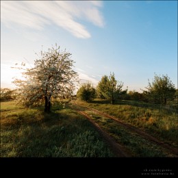 Wild Pear. / ***