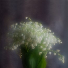 Spring flowers / ***