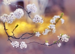 series &quot;Time of flowering&quot; (5photos) / [img]http://s001.radikal.ru/i194/1505/04/26d77f7ae37c.jpg[/img]

[img]http://s40.radikal.ru/i089/1505/9d/d445e51f623a.jpg[/img]

[img]http://s61.radikal.ru/i171/1505/4d/c7c22ce3f7c3.jpg[/img]

[img]http://s017.radikal.ru/i443/1505/96/1d5375f08b14.jpg[/img]