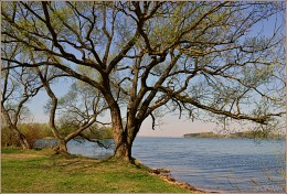 Drei Baum / ***