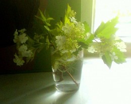 viburnum / ***