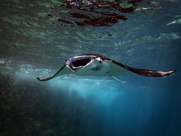 / Manta Ray