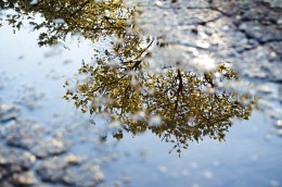 Nach dem Regen / ***