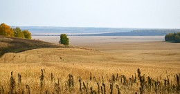 Polyushko field. Polyushko wide! / ***