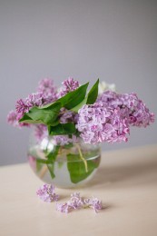 Lilac / ***