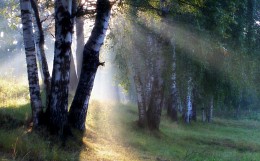 Morning in birch forest / ***