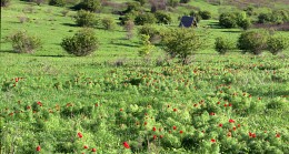 Reserve &quot;Gektova beam&quot; / ***