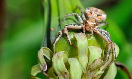 "Crab spider" / ***