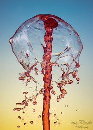 Jellyfish / ***