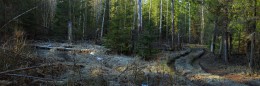 Morning in early spring forest / ***