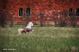 It is a miniature horse;) / ***