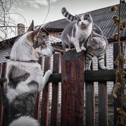 Two not counting the dogs / ***