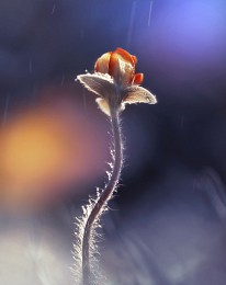 (2 Fotos) / [img]http://s017.radikal.ru/i410/1505/56/cf64b7ab47b3.jpg[/img]