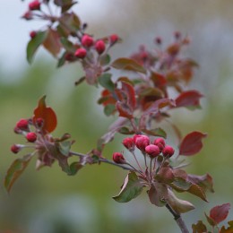 apple trees in bloom .. / ***