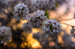 Spring inflorescence. / ***
