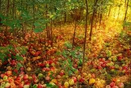 Apple carpet / ***