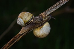 Snails / ***