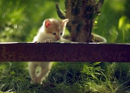 The first barrier ..) / ***