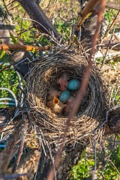 chicks / ***