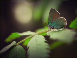 Wald Schönheit / ***