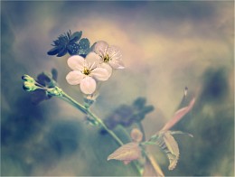 Cherry klublenie / ***