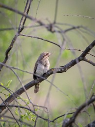 Wryneck / ***