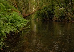 ... "Trout trails" XXII ... / ***