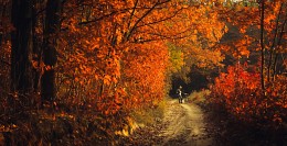 Fire in November / ***