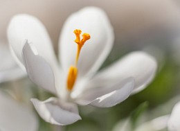 Zärtlichkeit / Crocus
