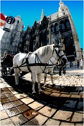 Viena / ***
