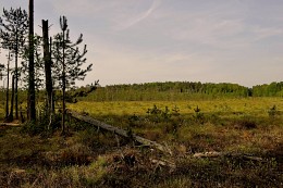 Higher swamp / ***
