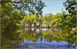 Frühlings-Teich / ***