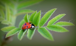... Rowan leaf / ***