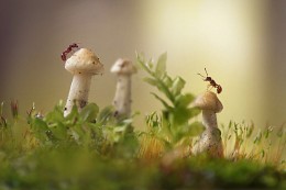 Series ants (2Photo) / [img]http://s58.radikal.ru/i162/1505/a5/0d74fc2680c9.jpg[/img]