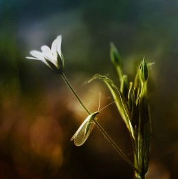 ..hier und Sommer .. / ***