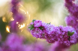 And let the warm sun of spring ... / ***