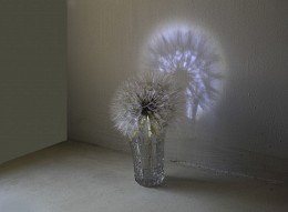 Dandelion and shadow / ***