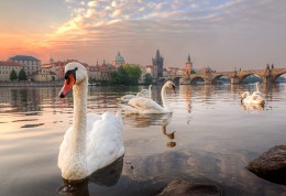 a white swan on the pond .. / ***