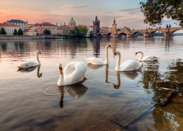 über Prag Schwäne / ***